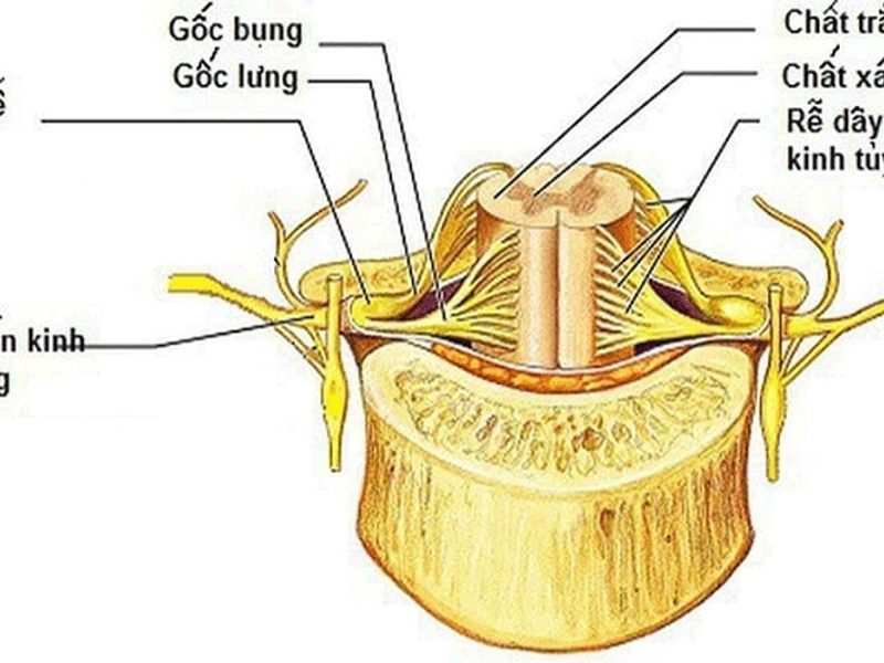 Chức năng của dây thần kinh tủy Chức năng của dây thần kinh tủy