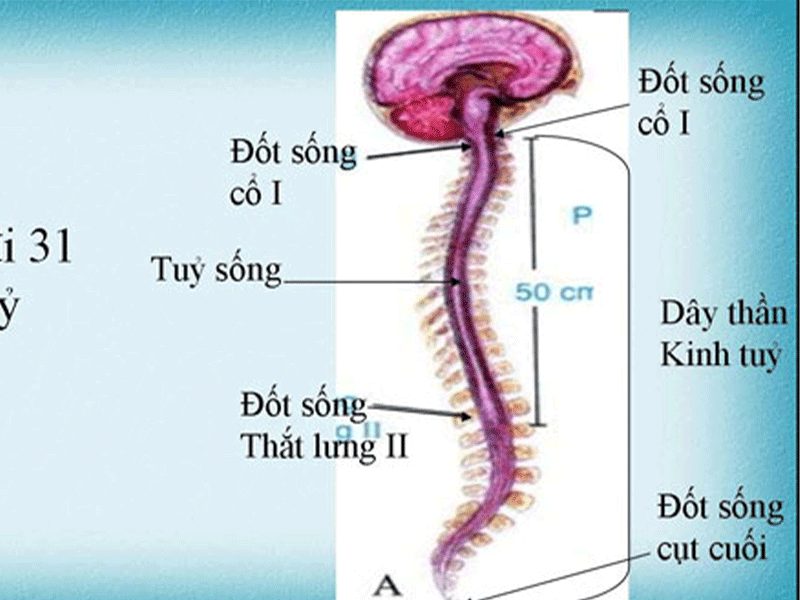  chức năng của dây thần kinh tủy 