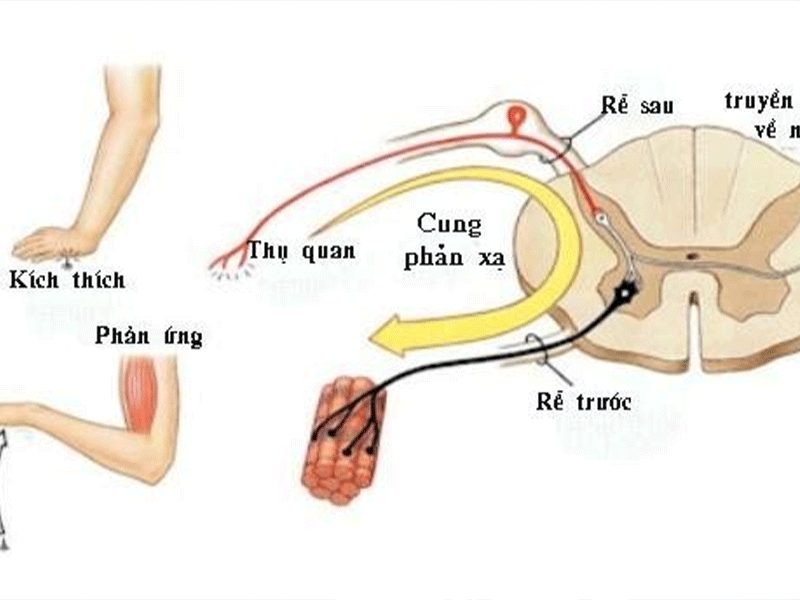  chức năng của dây thần kinh tủy 