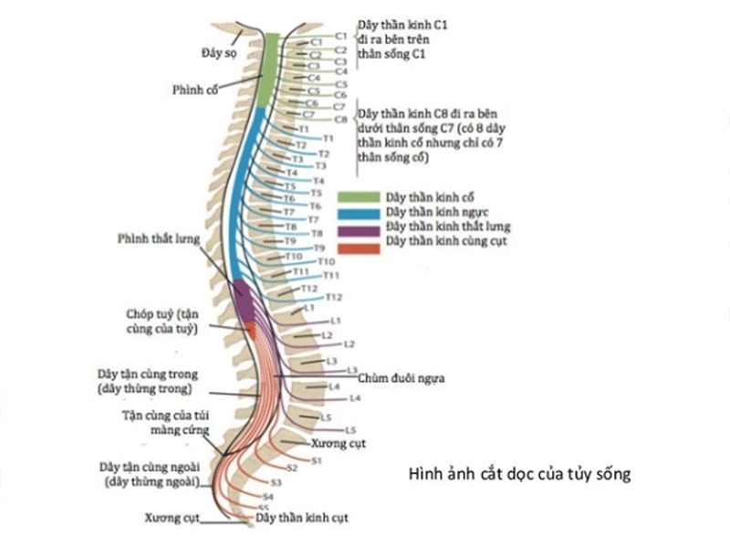  chức năng của dây thần kinh tủy 