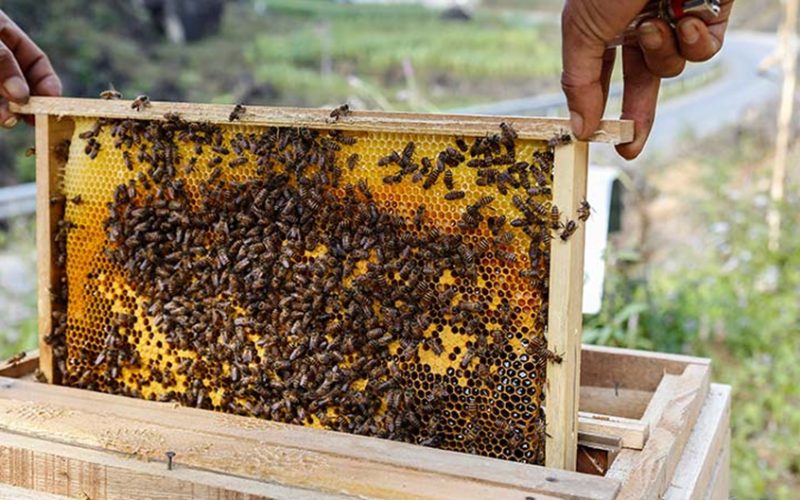 so sánh mật ong nuôi và mật ong rừng 
