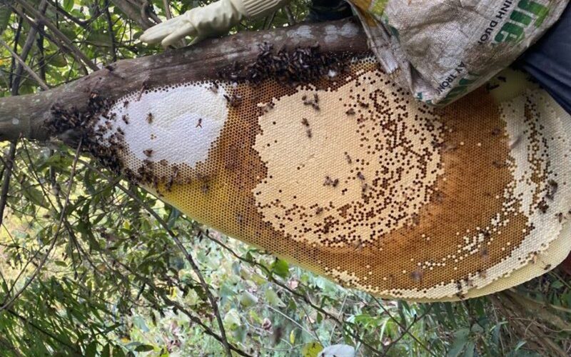 so sánh mật ong nuôi và mật ong rừng 