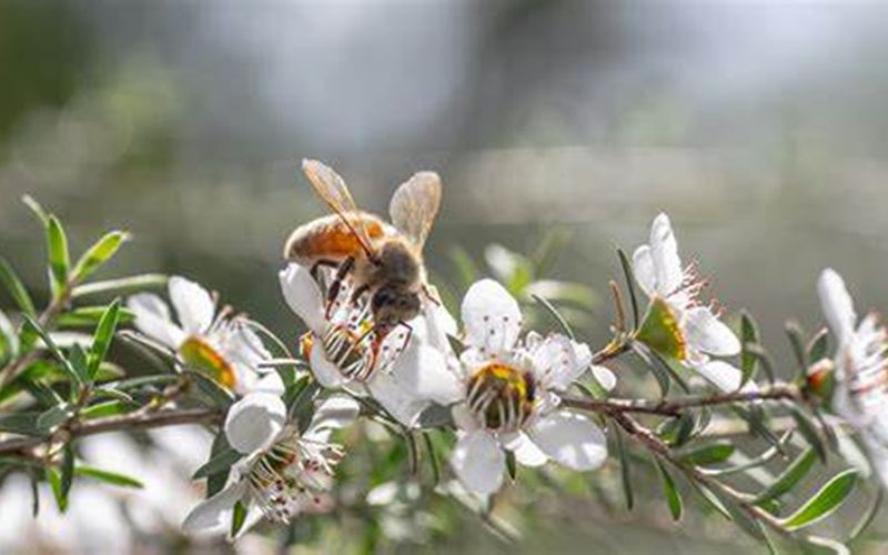 mật ong cao cấp nhập khẩu 