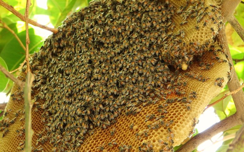 so sánh mật ong Manuka và mật ong rừng 