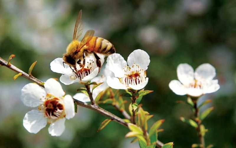 so sánh mật ong Manuka và mật ong rừng 