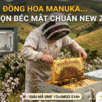 Quá trình sản xuất Mật Ong Manuka chuẩn Úc